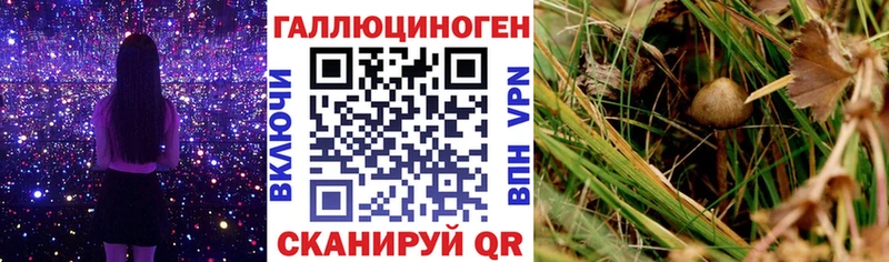 продажа наркотиков  Горячий Ключ  MEGA рабочий сайт  Псилоцибиновые грибы Cubensis 